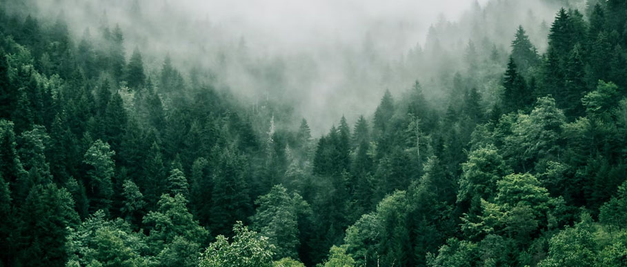 Luftbild: Wald im Nebel